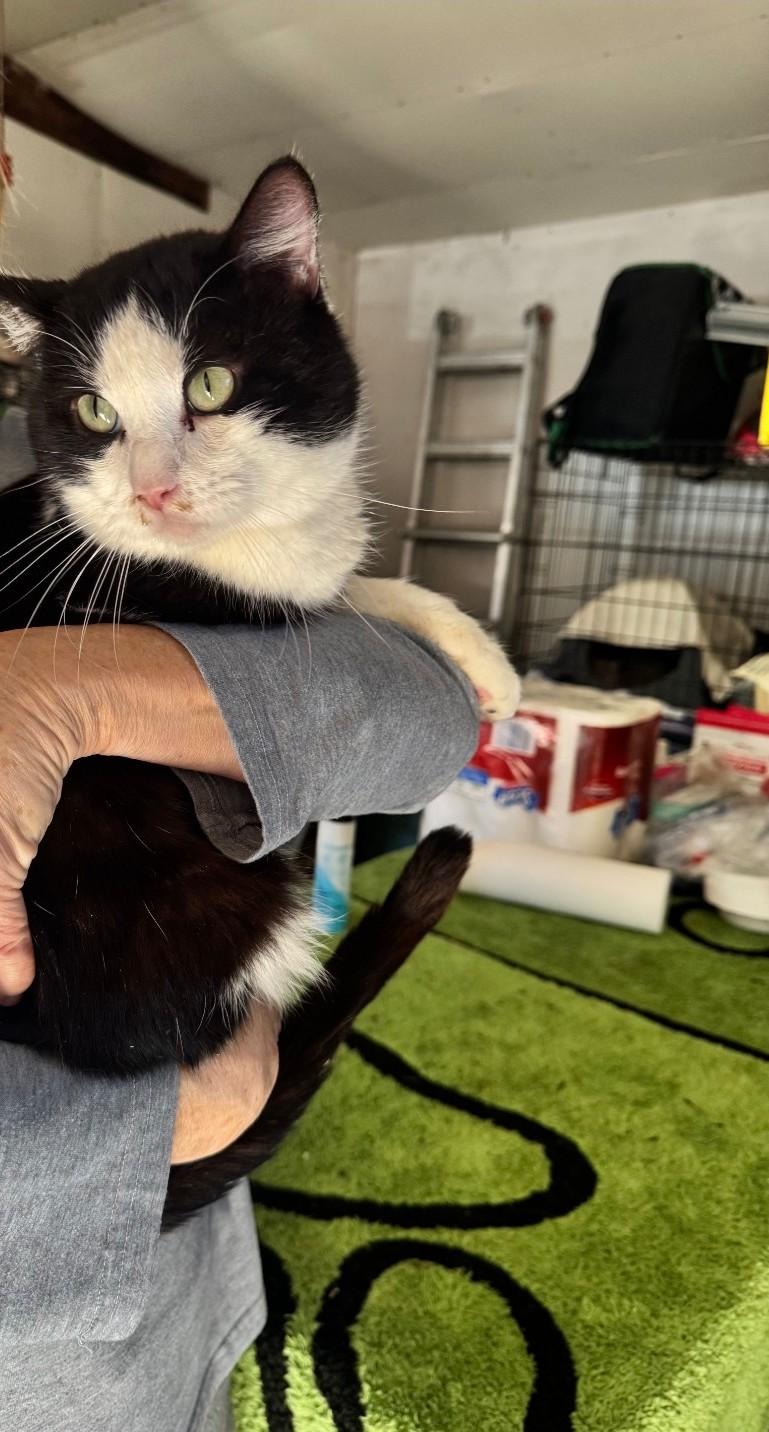 Enlarge Ducky, a ADOPTABLE Domestic Short Hair in Long Beach, CA image 4/4