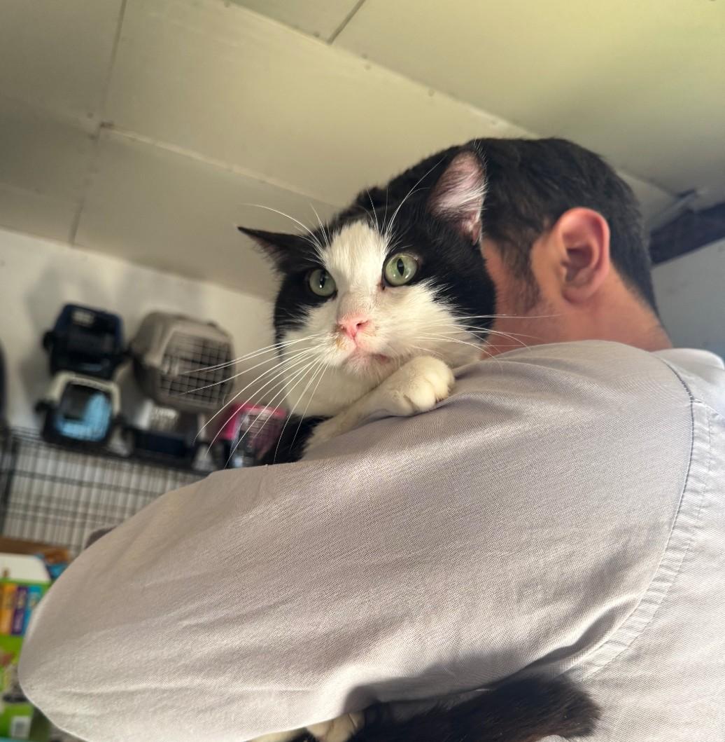 Enlarge Ducky, a ADOPTABLE Domestic Short Hair in Long Beach, CA image 1/4