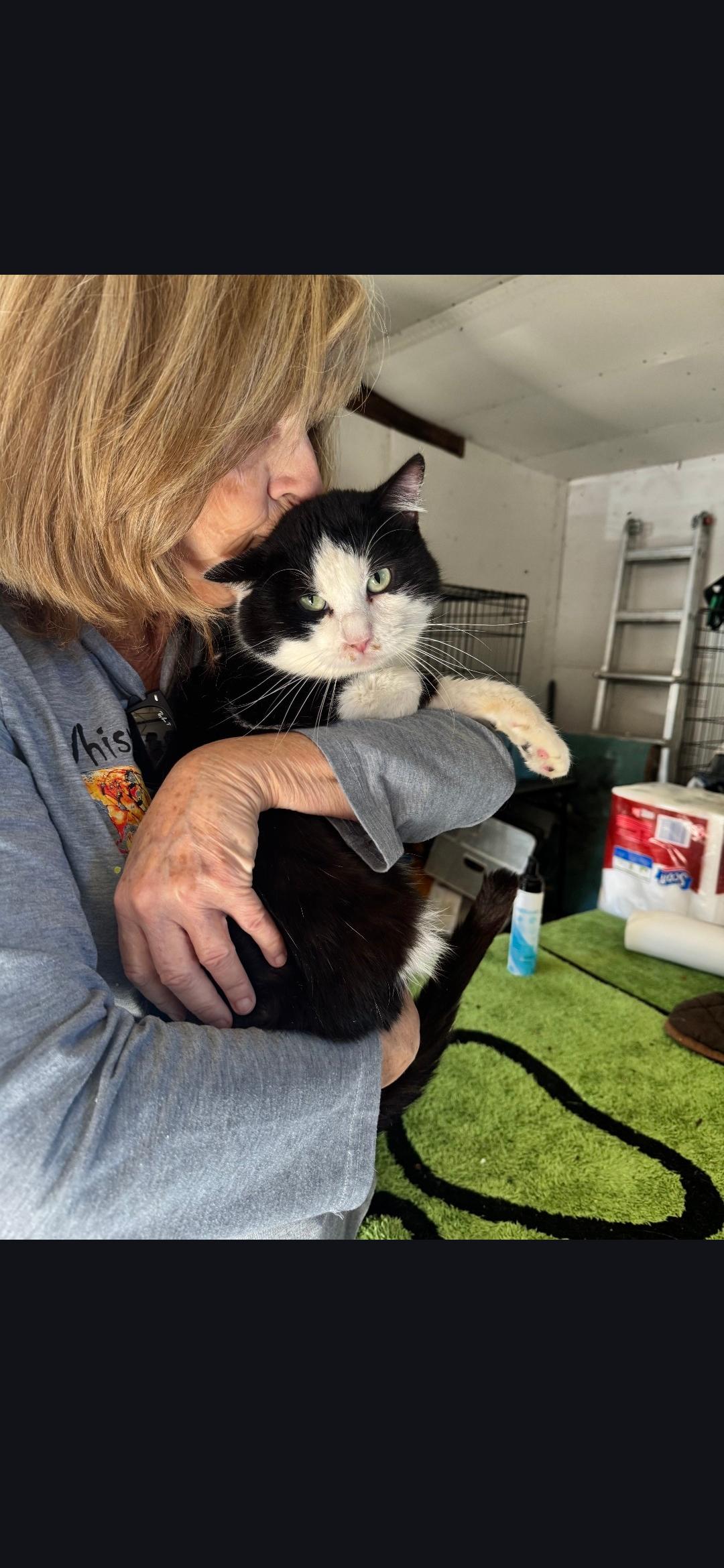 Enlarge Ducky, a ADOPTABLE Domestic Short Hair in Long Beach, CA image 2/4