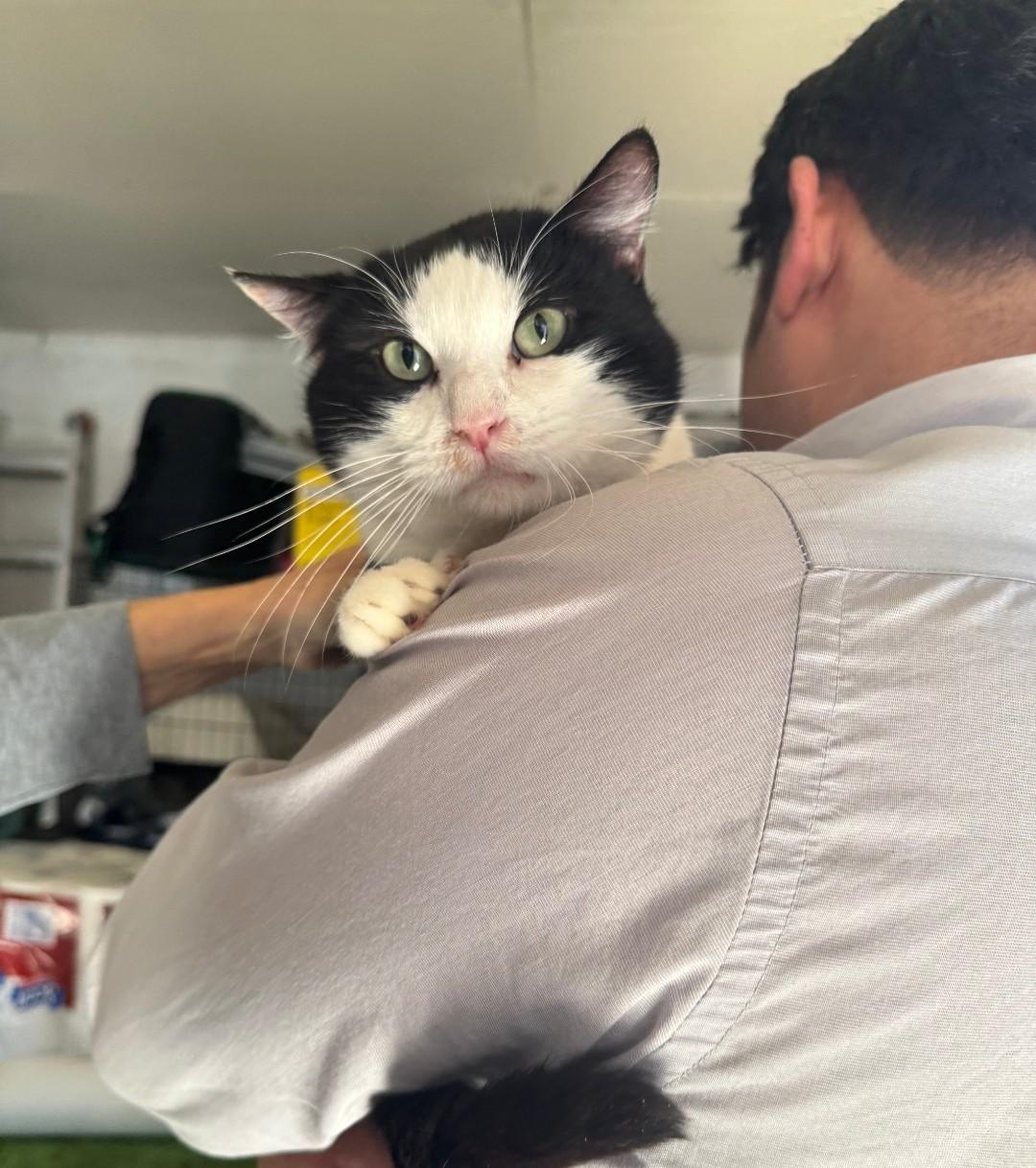 Enlarge Ducky, a ADOPTABLE Domestic Short Hair in Long Beach, CA image 3/4