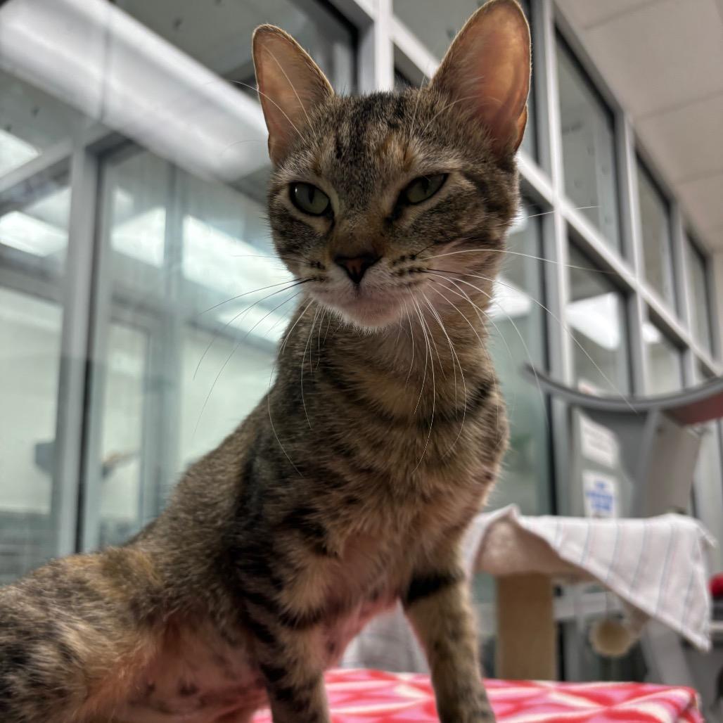 Zina, Adoptable, Adult Female Domestic Short Hair.