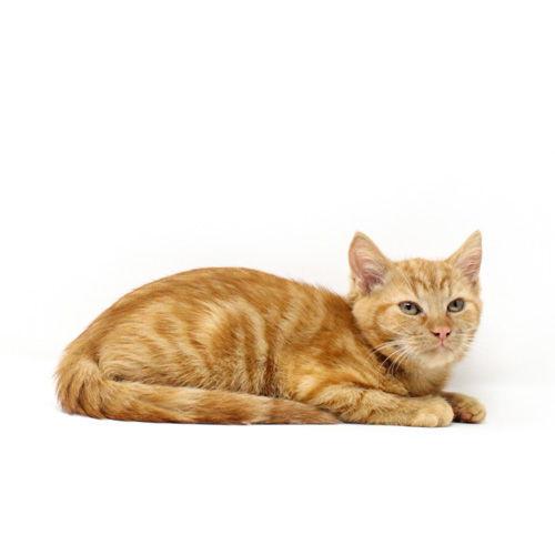 Enlarge Annatto, a Adoptable Domestic Short Hair in Florence, AZ image 1/1