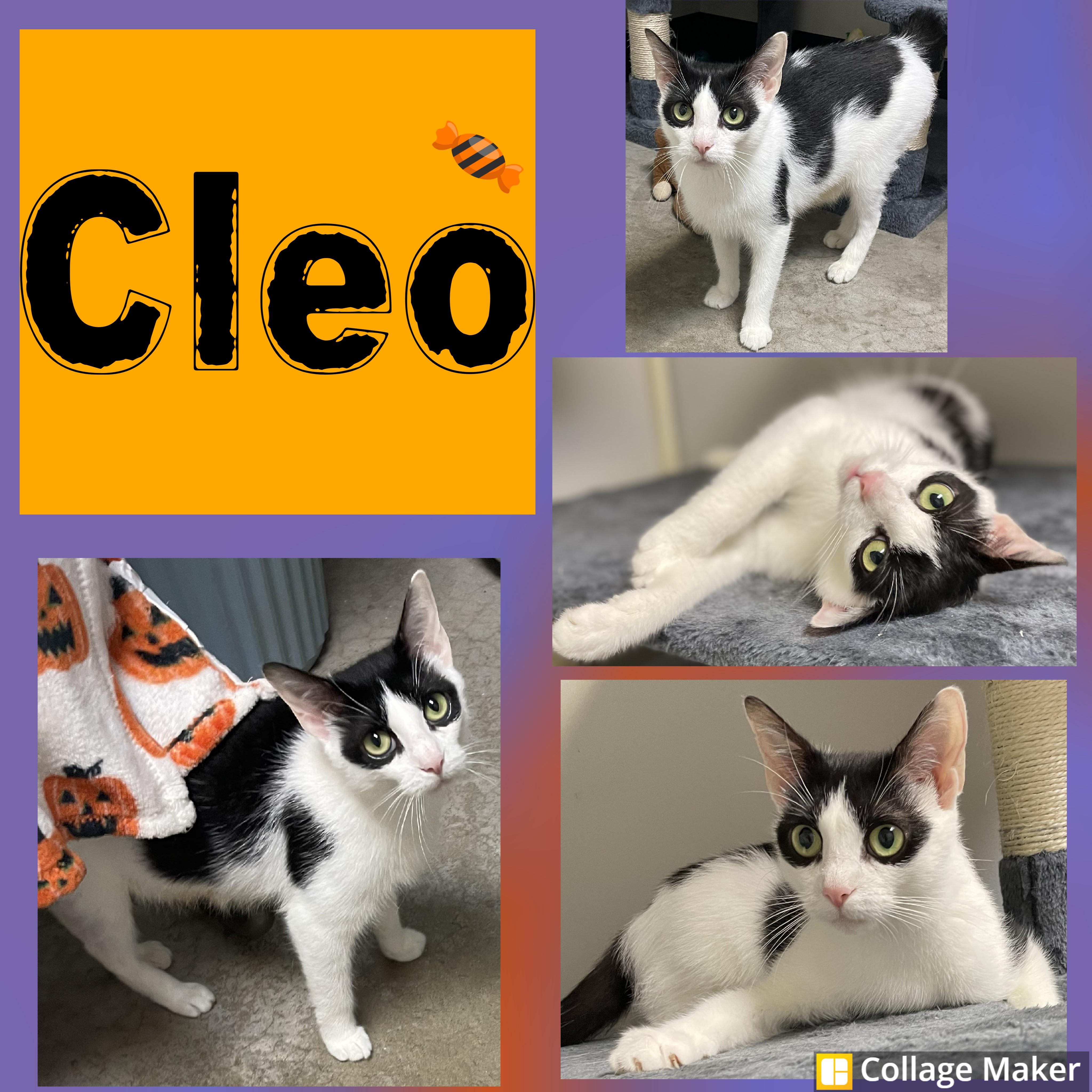 Cleo