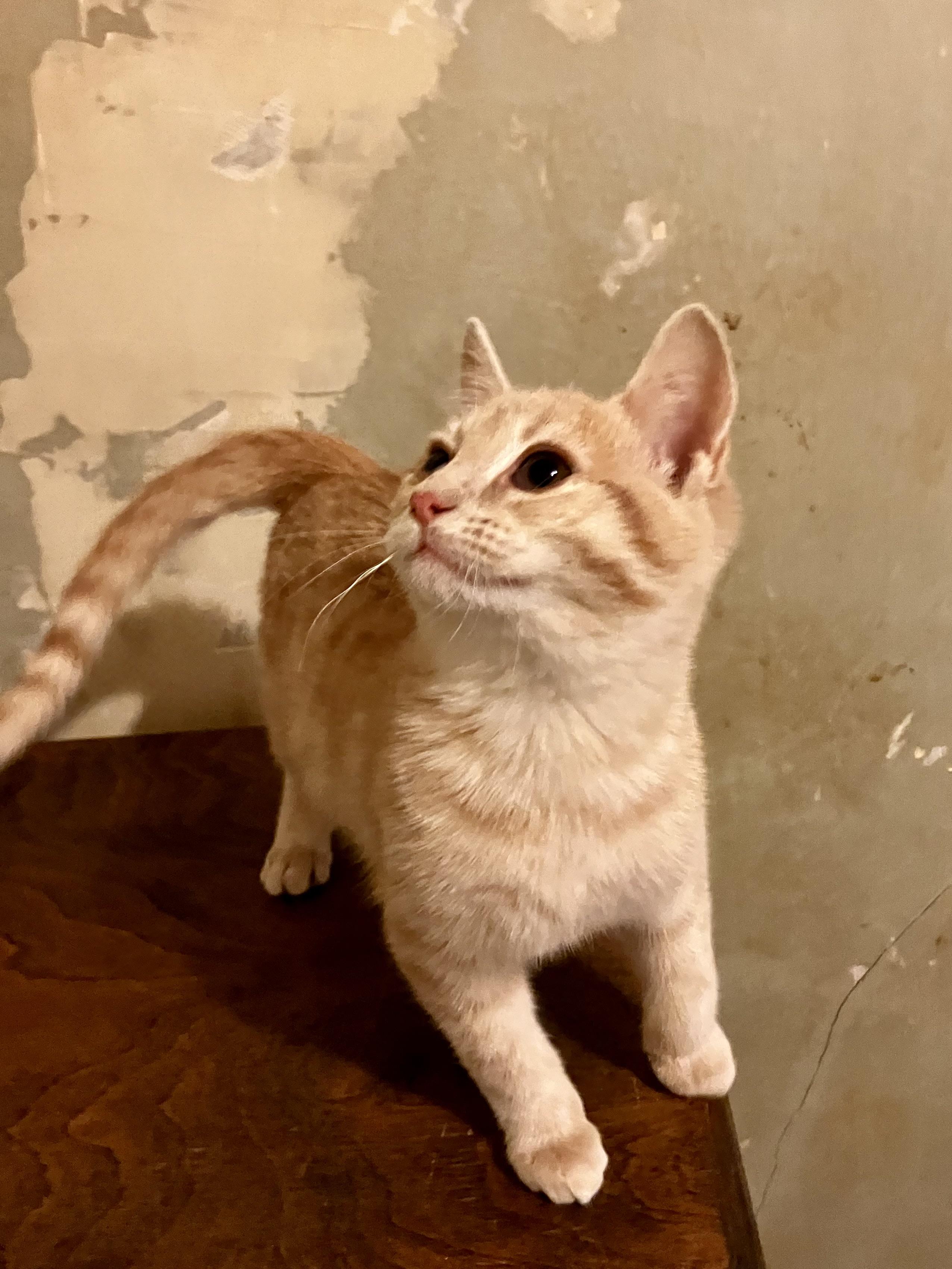 Cedar, ADOPTABLE, Kitten Male Domestic Short Hair.