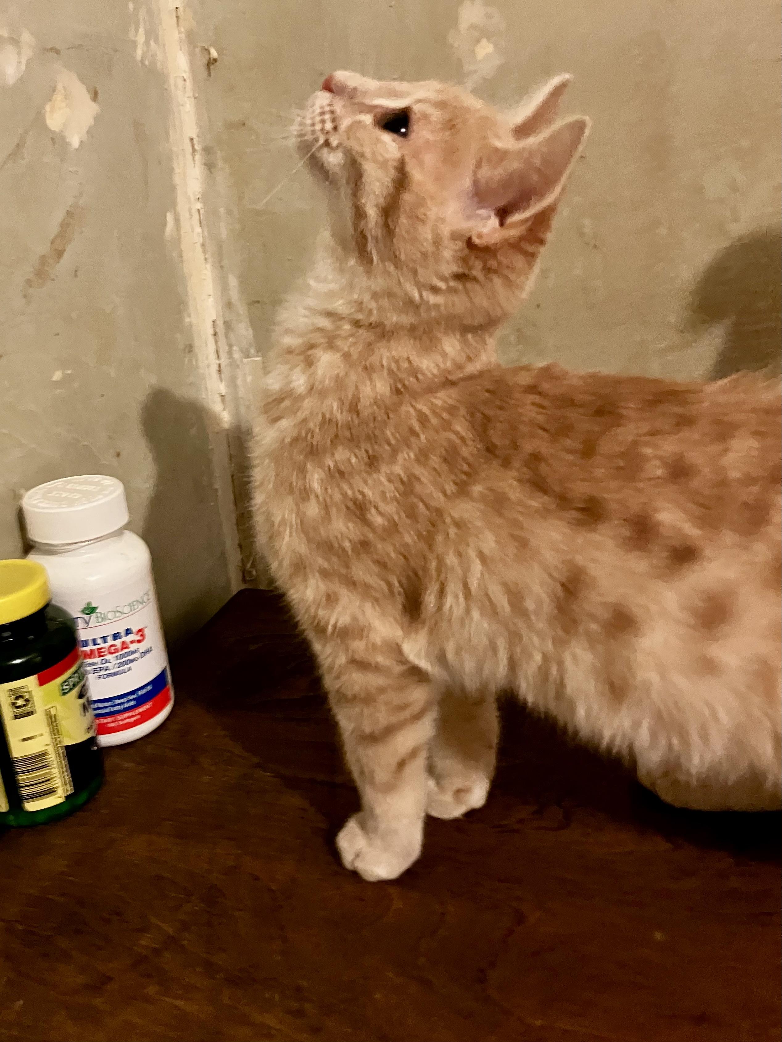 Cedar, a ADOPTABLE Domestic Short Hair in Manhattan , KS image 2/5