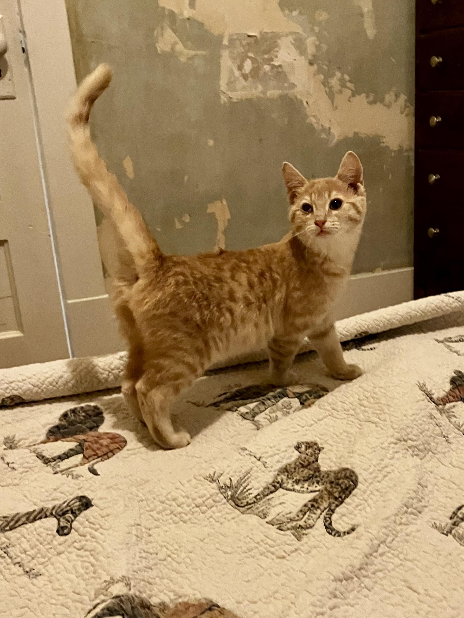 Cedar, a ADOPTABLE Domestic Short Hair in Manhattan , KS image 3/5