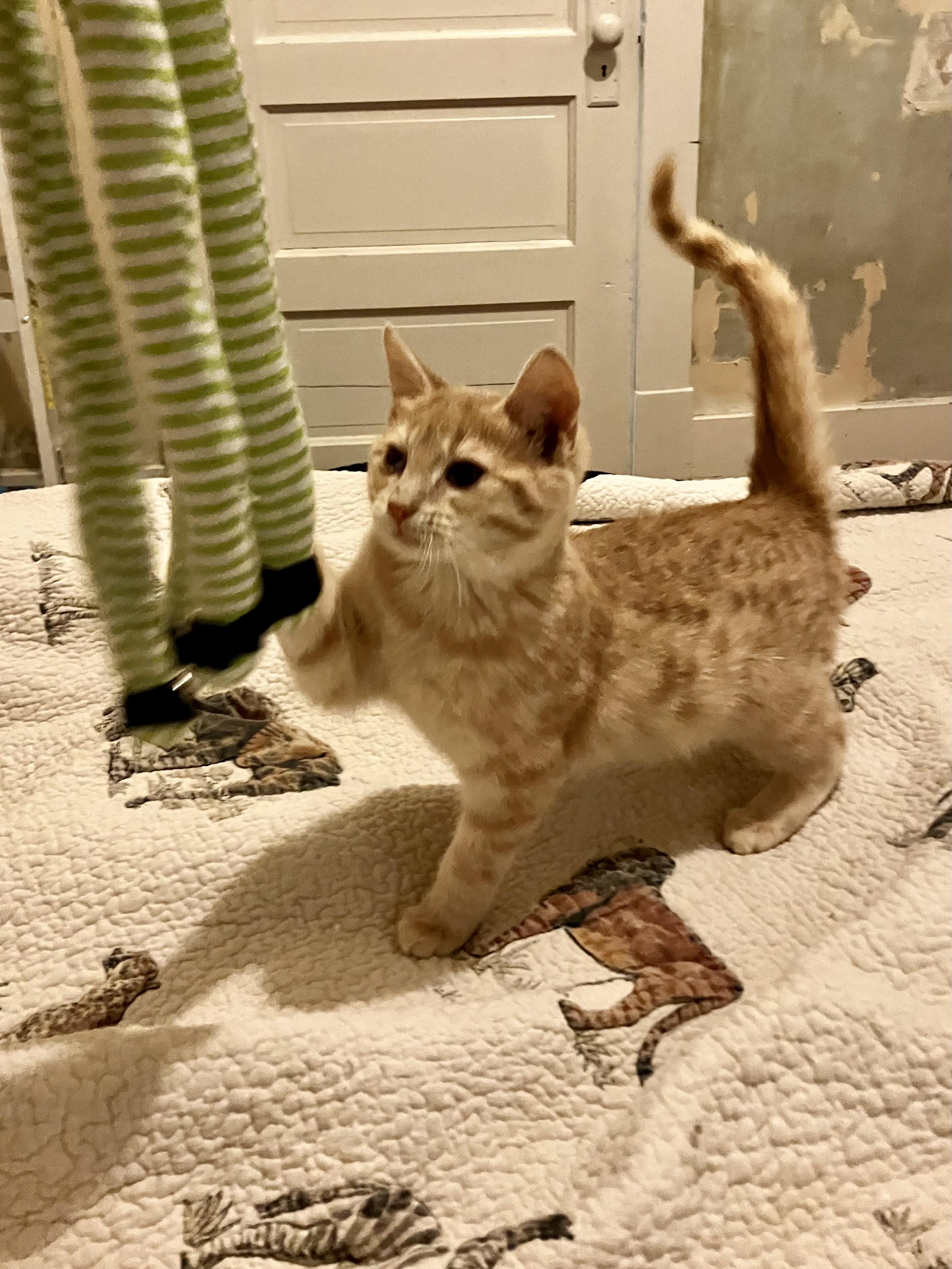 Cedar, a ADOPTABLE Domestic Short Hair in Manhattan , KS image 4/5