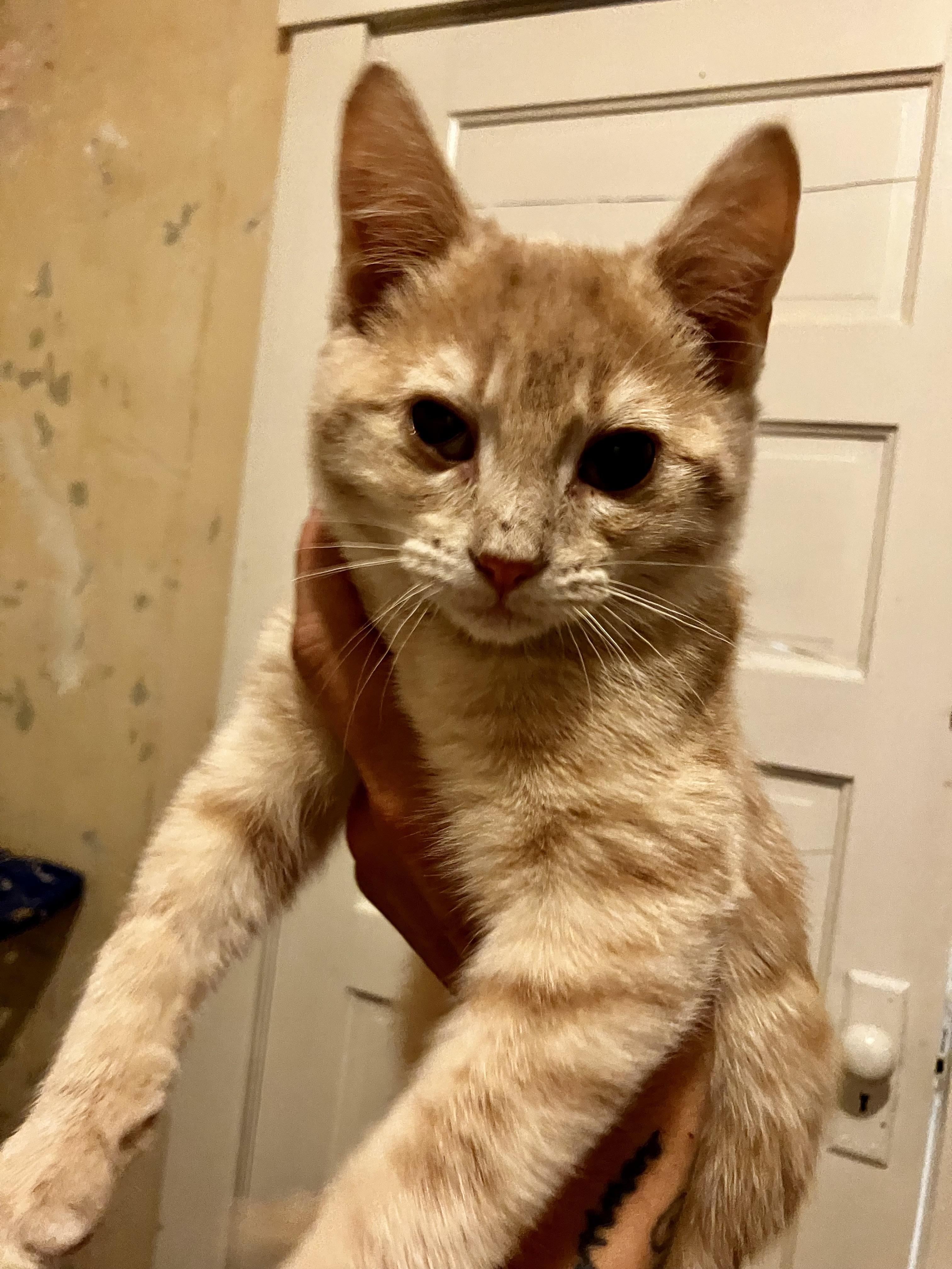 Cedar, a ADOPTABLE Domestic Short Hair in Manhattan , KS image 5/5