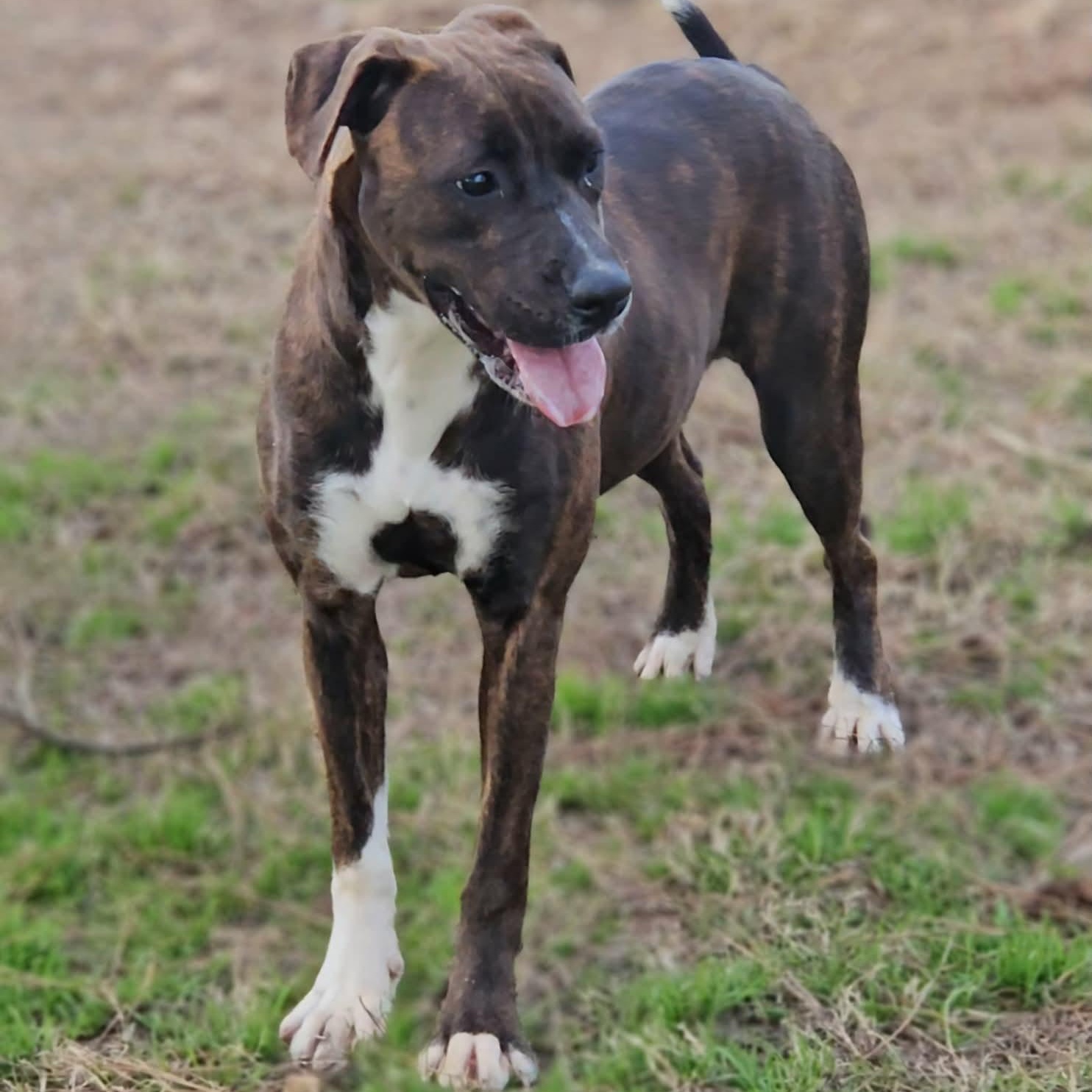 Enlarge Cammi, an adopted Mixed Breed in Leesburg, GA image 3/5
