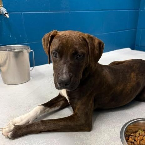 Enlarge Cammi, an adopted Mixed Breed in Leesburg, GA image 2/5