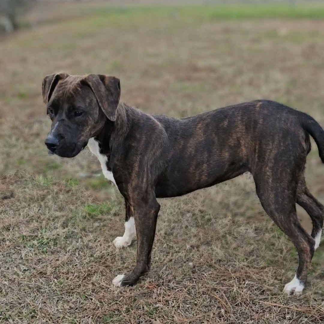 Enlarge Cammi, an adopted Mixed Breed in Leesburg, GA image 5/5