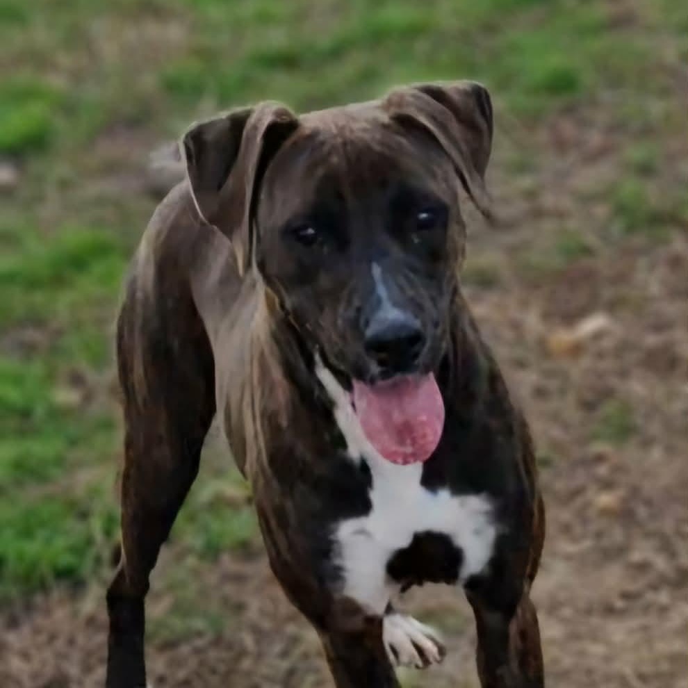 Enlarge Cammi, an adopted Mixed Breed in Leesburg, GA image 1/5
