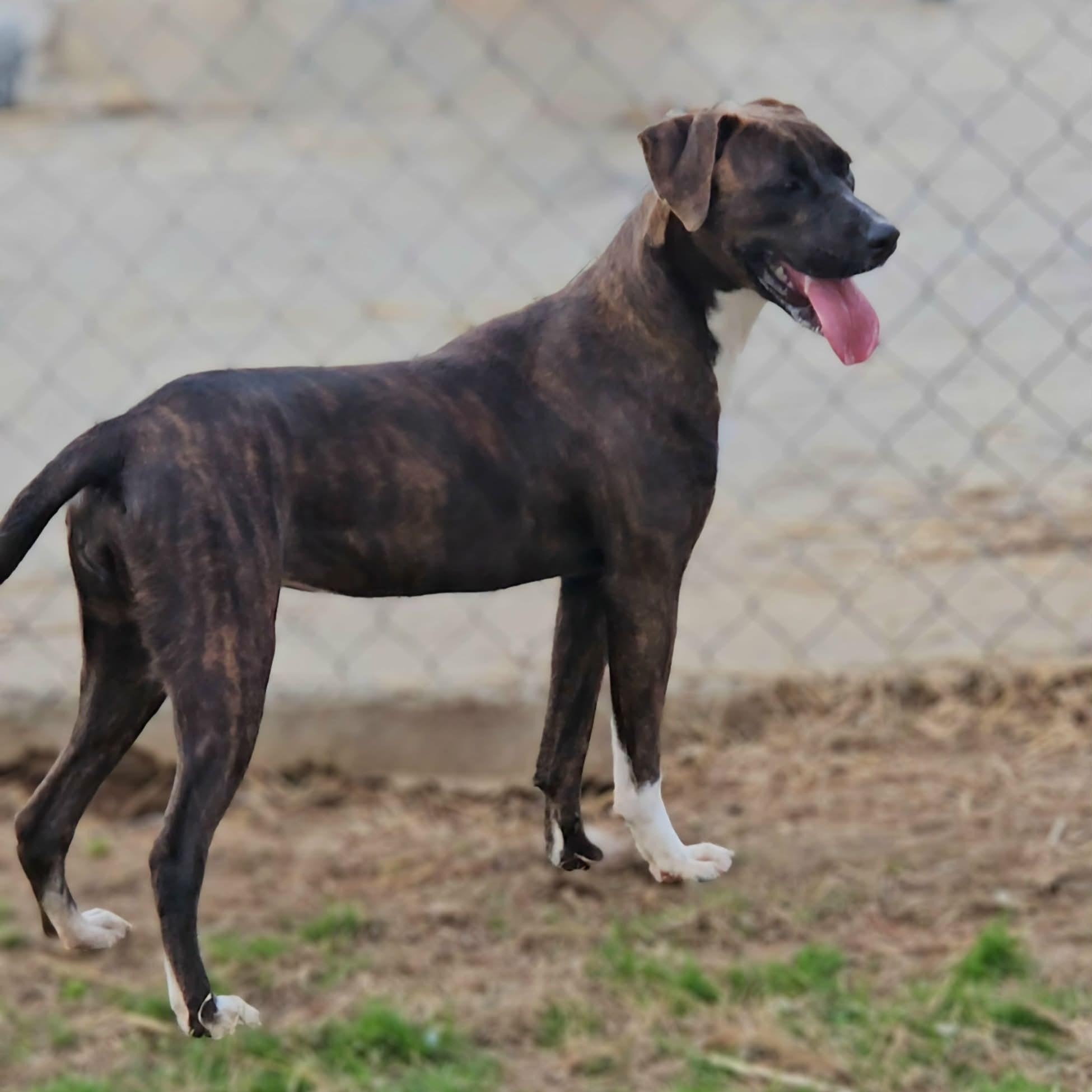 Enlarge Cammi, an adopted Mixed Breed in Leesburg, GA image 4/5