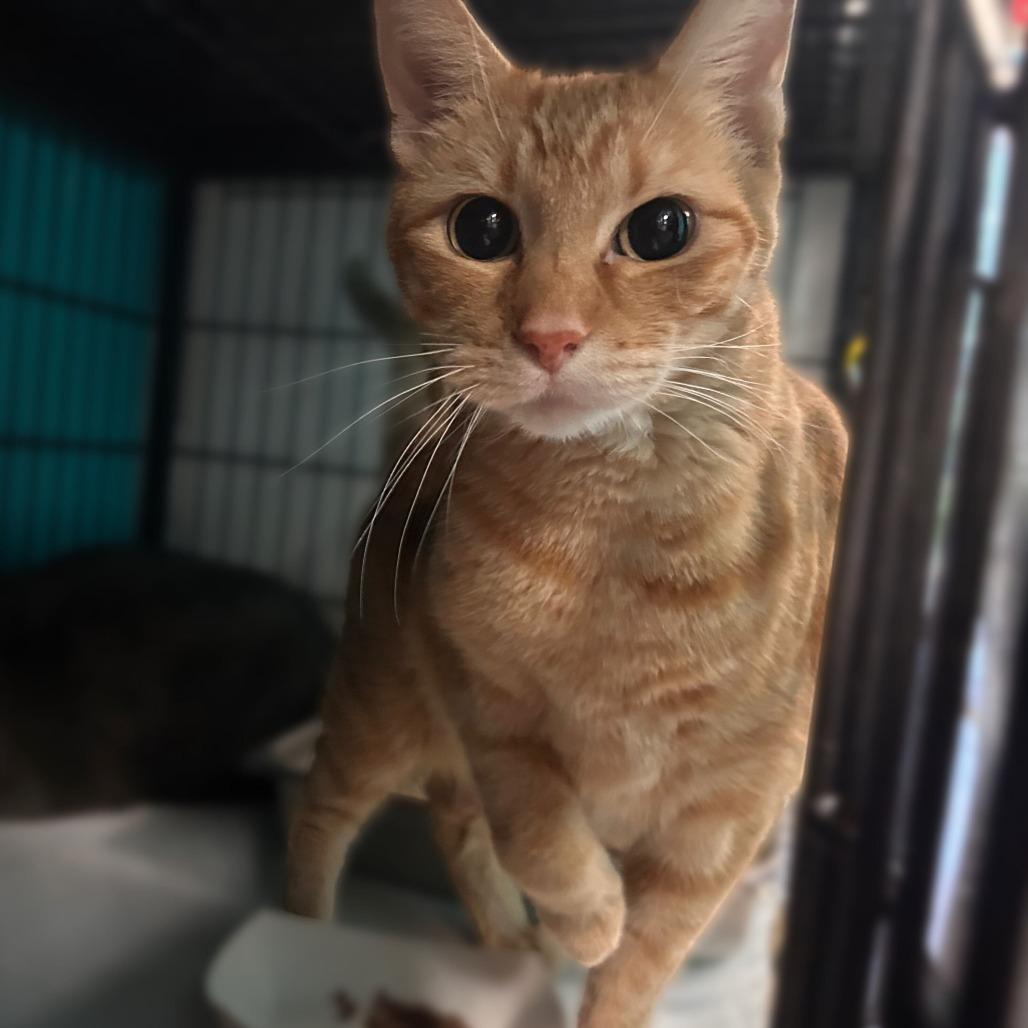 Rue, Adoptable, Adult Male Domestic Short Hair.