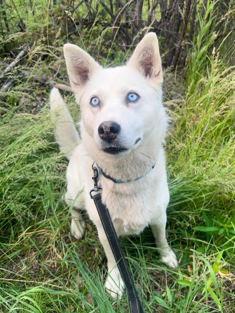Dutchess, Adoptable, Adult Female Husky.