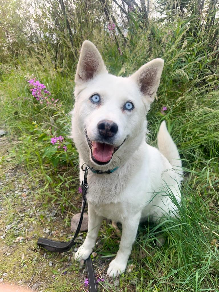 Dutchess, a Adoptable mixed breed in Yellowknife, NT image 2/5
