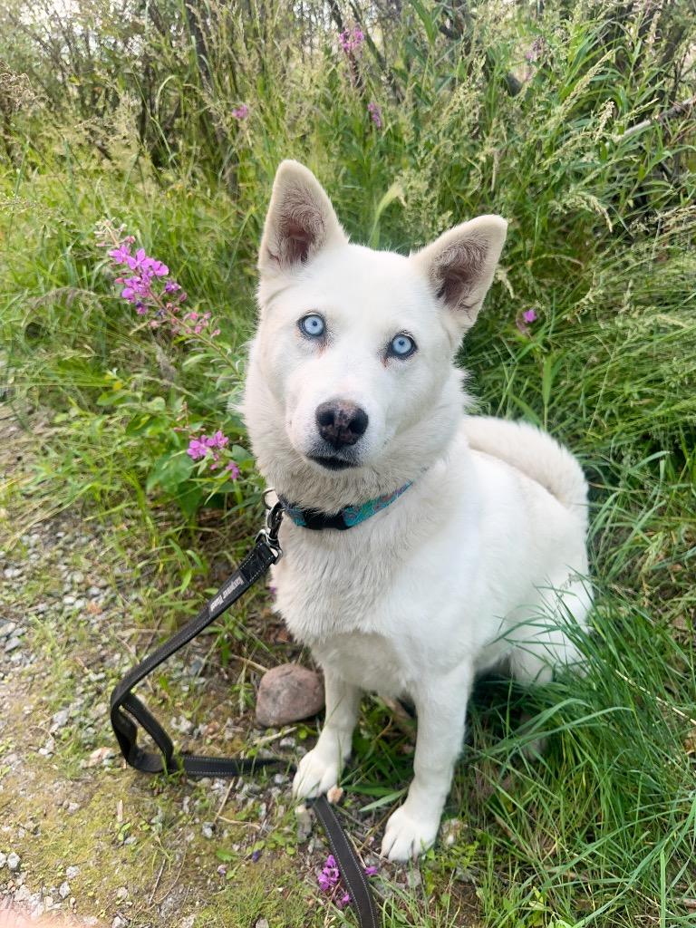 Dutchess, a Adoptable mixed breed in Yellowknife, NT image 3/5