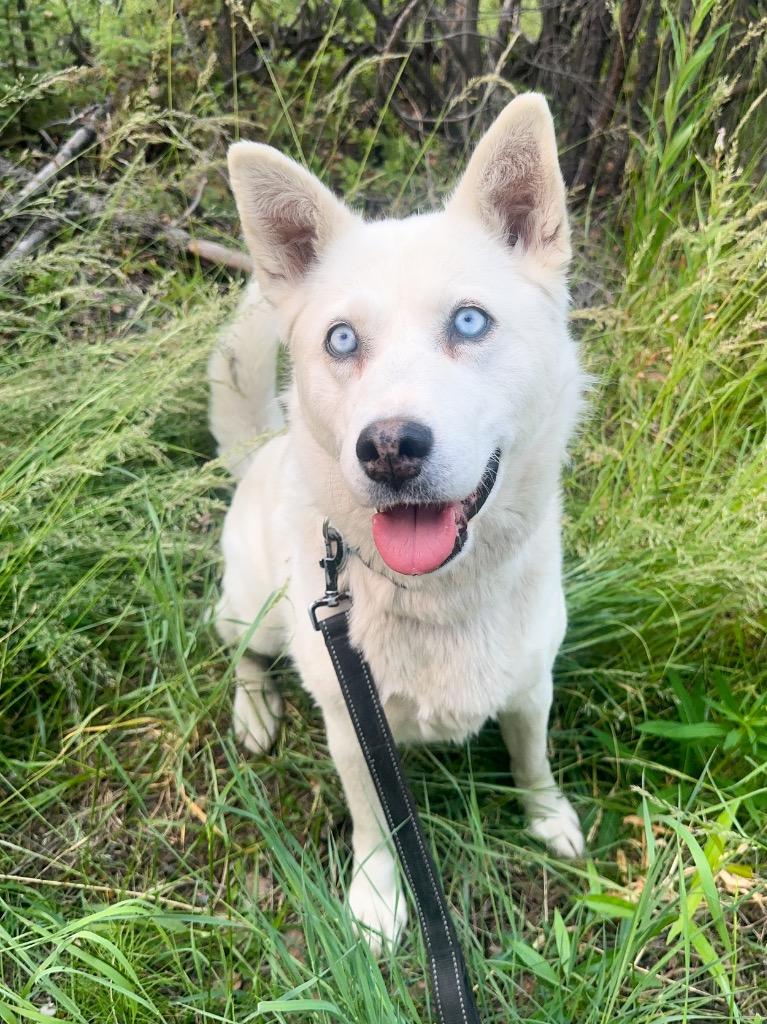 Dutchess, a Adoptable mixed breed in Yellowknife, NT image 4/5