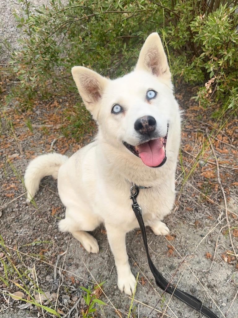 Dutchess, a Adoptable mixed breed in Yellowknife, NT image 5/5