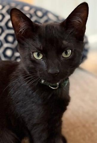 Enlarge Frankie, a Adoptable Domestic Short Hair in Huntington, NY image 1/1