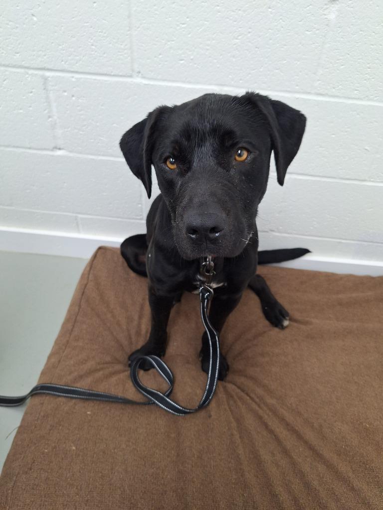Enlarge Midnight, a Adopted Pit Bull Terrier in Noble, OK image 1/4