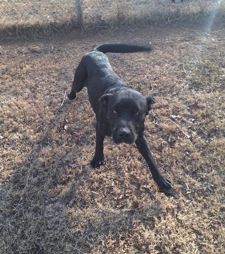 Enlarge Midnight, a Adopted Pit Bull Terrier in Noble, OK image 2/4