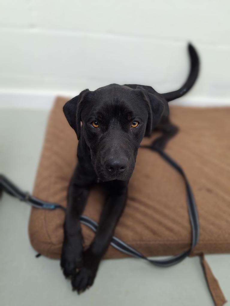 Enlarge Midnight, a Adopted Pit Bull Terrier in Noble, OK image 3/4