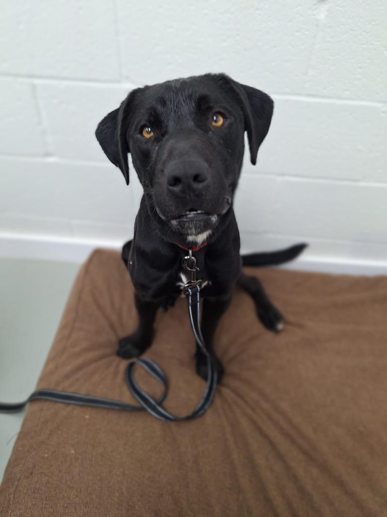 Enlarge Midnight, a Adopted Pit Bull Terrier in Noble, OK image 4/4