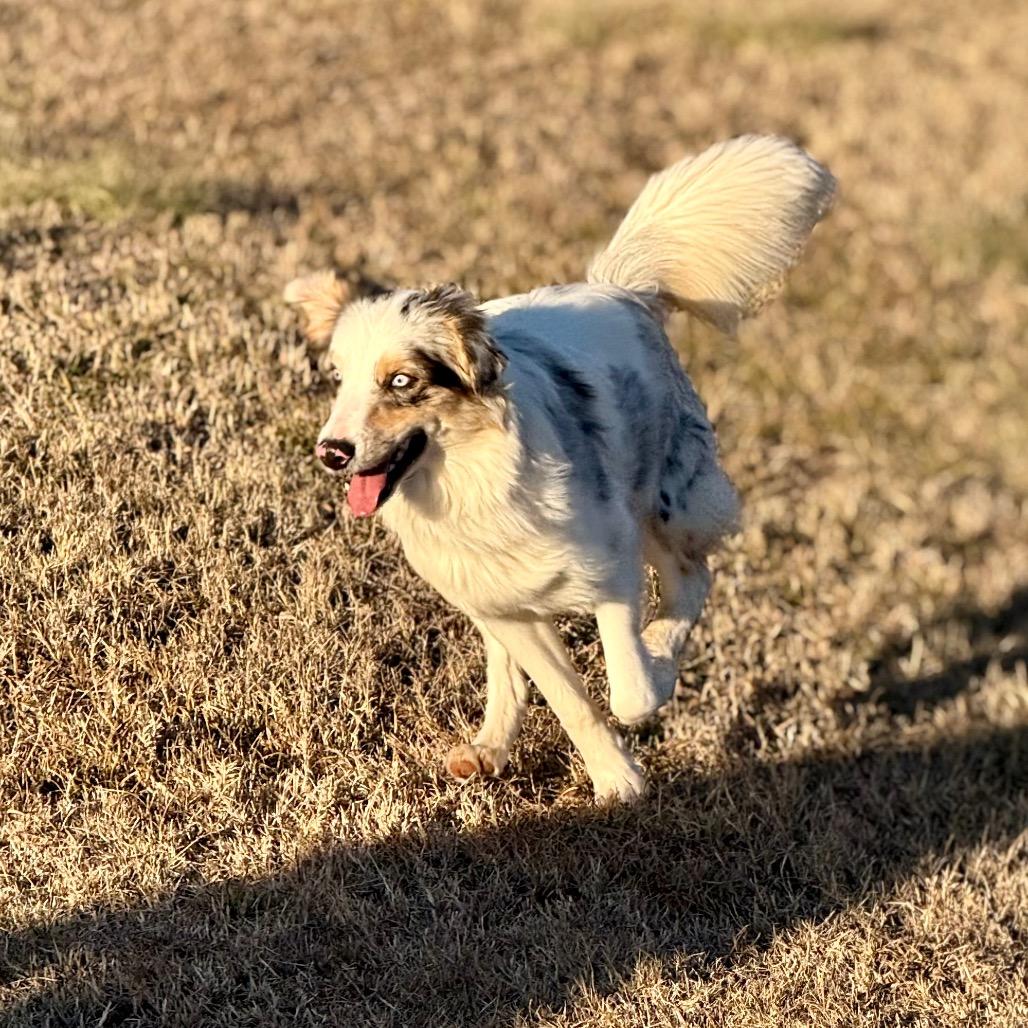 Daisy, Adoptable, Adult Female Mixed Breed.
