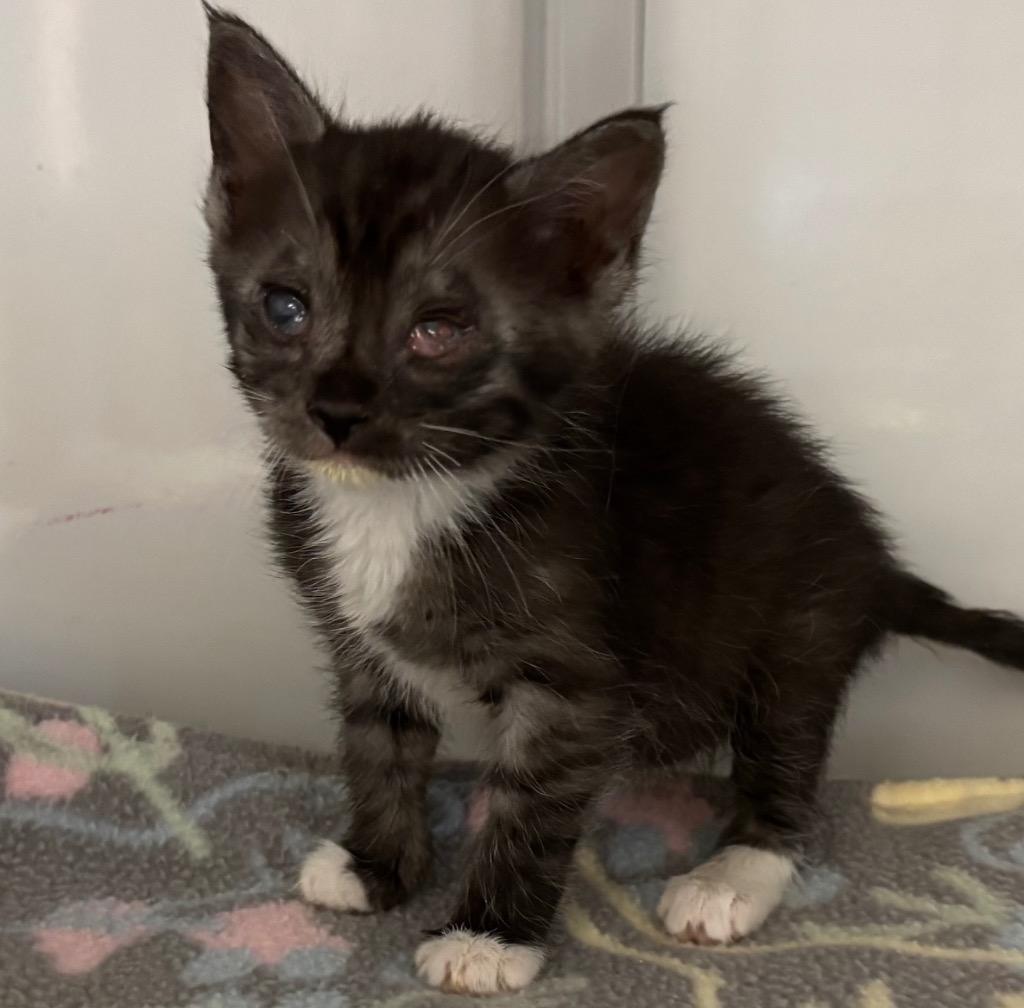 Sahara, Adoptable, Kitten Female Domestic Short Hair.