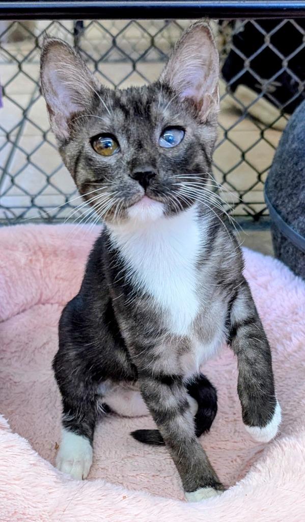 Sahara, a Adoptable mixed breed in Peoria, AZ image 3/4