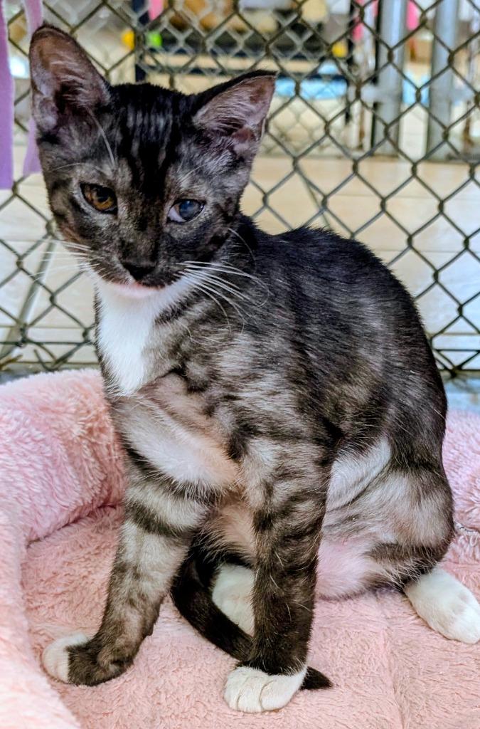 Sahara, a Adoptable mixed breed in Peoria, AZ image 4/4