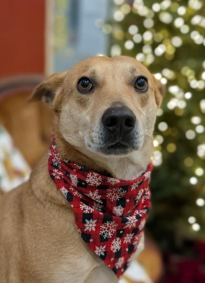 Enlarge Tate, a Adoptable mixed breed in Gulfport, MS image 1/3
