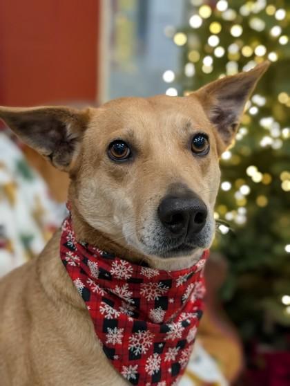 Enlarge Tate, a Adoptable mixed breed in Gulfport, MS image 2/3