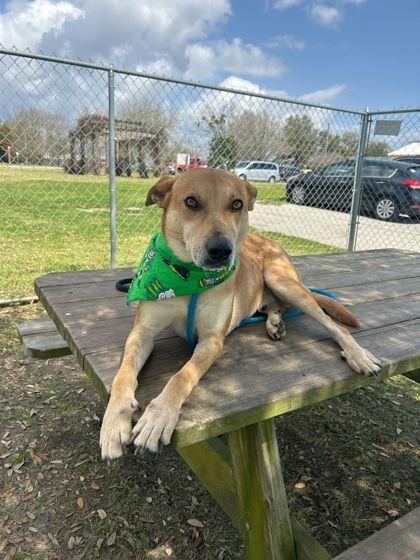 Enlarge Tate, a Adoptable mixed breed in Gulfport, MS image 3/3