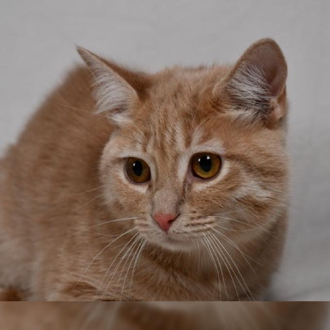 Cream, Adoptable, Young Female Domestic Short Hair.