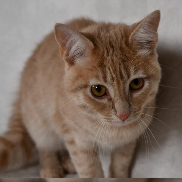 Enlarge Cream, a Adoptable Domestic Short Hair in Johnson City, TN image 2/4