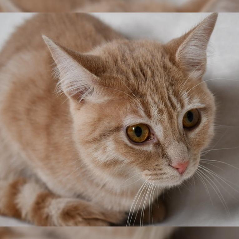 Enlarge Cream, a Adoptable Domestic Short Hair in Johnson City, TN image 3/4