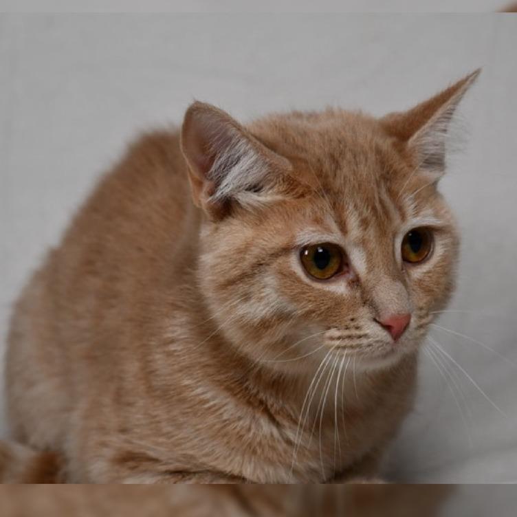 Enlarge Cream, a Adoptable Domestic Short Hair in Johnson City, TN image 4/4