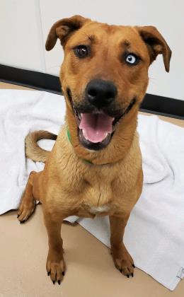 Xena, a Adoptable mixed breed in Phoenix, AZ image 1/3