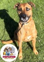 Xena, a Adoptable mixed breed in Phoenix, AZ image 3/3