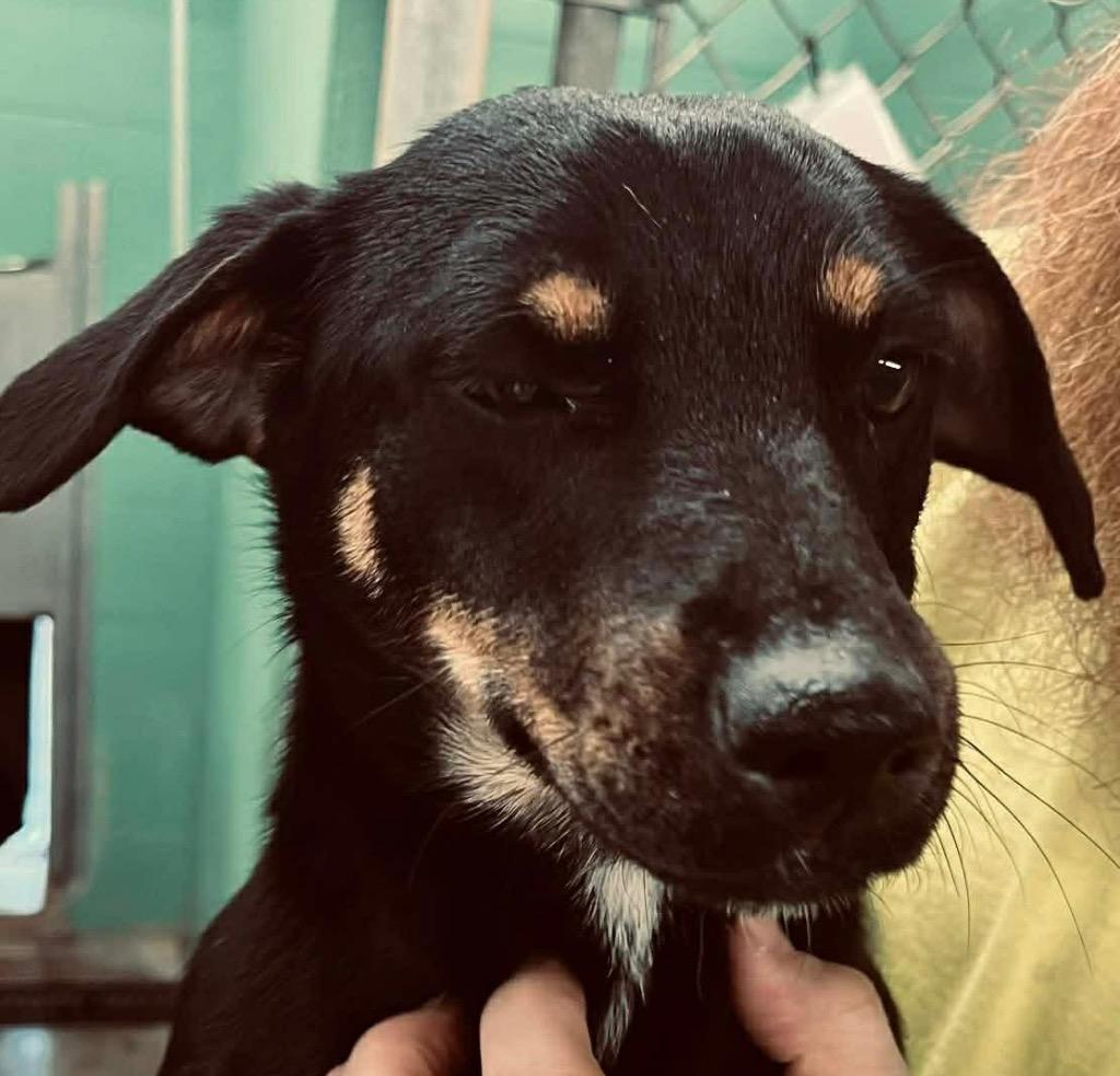 Enlarge Ruby, a Found Dachshund in Beebe, AR image 1/1
