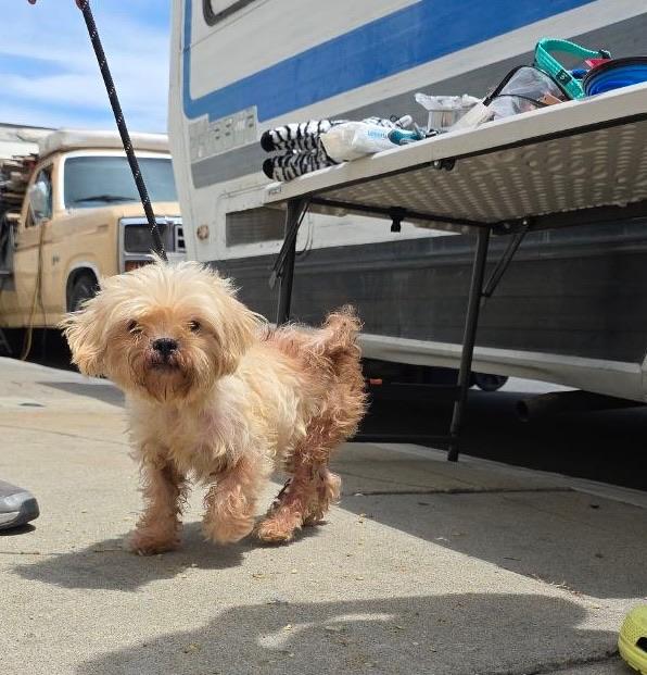 Enlarge Gigi, a Adoptable Maltipoo in West Hollywood, CA image 2/2