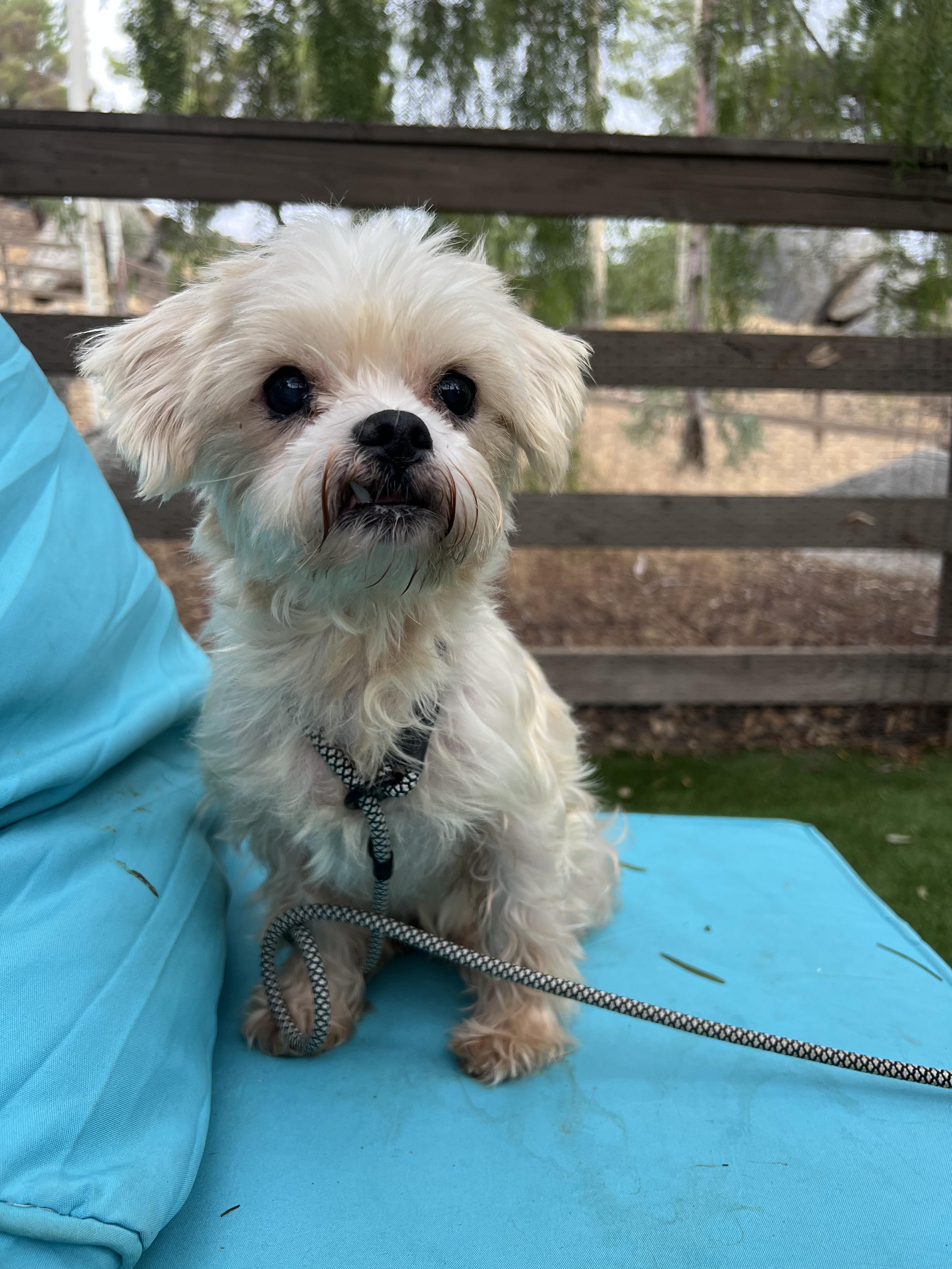 Enlarge Gigi, a Adoptable Maltipoo in West Hollywood, CA image 1/2