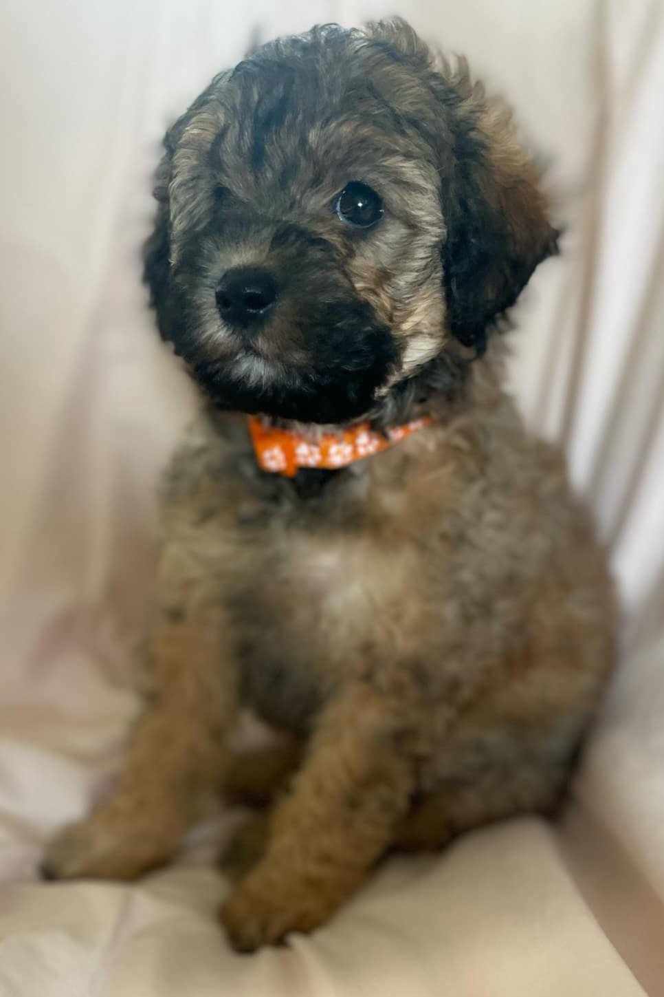 Doris, Adopted, Puppy Female Aussiedoodle.