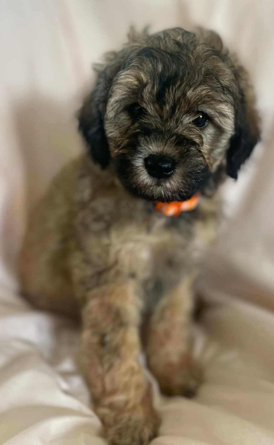 Doris, a Adopted Aussiedoodle in Iron Ridge, WI image 2/2