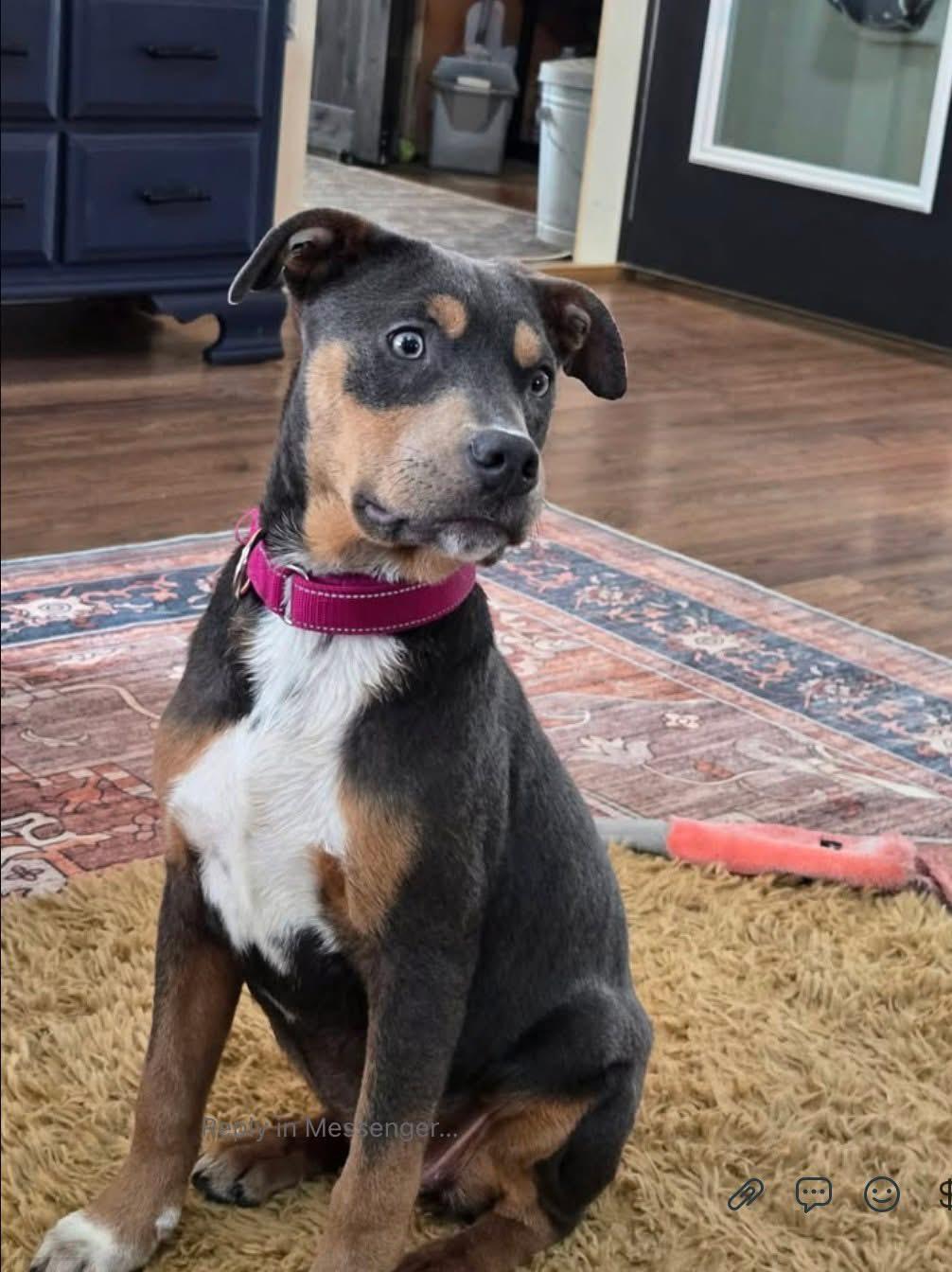 Aqua, adopted, Young Female Mixed Breed.