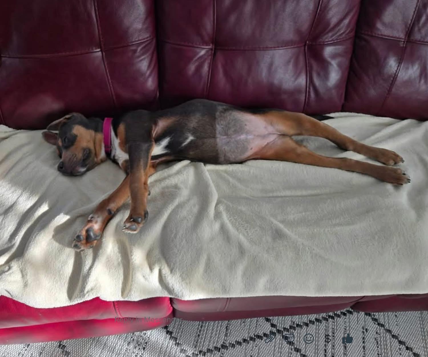 Enlarge Aqua, an adopted Mixed Breed in Brooks, ME image 4/4