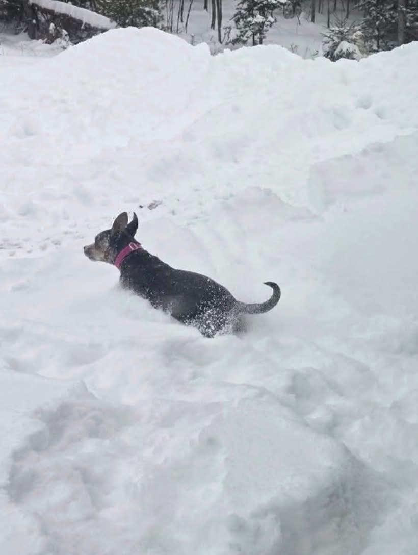 Enlarge Aqua, an adopted Mixed Breed in Brooks, ME image 3/4