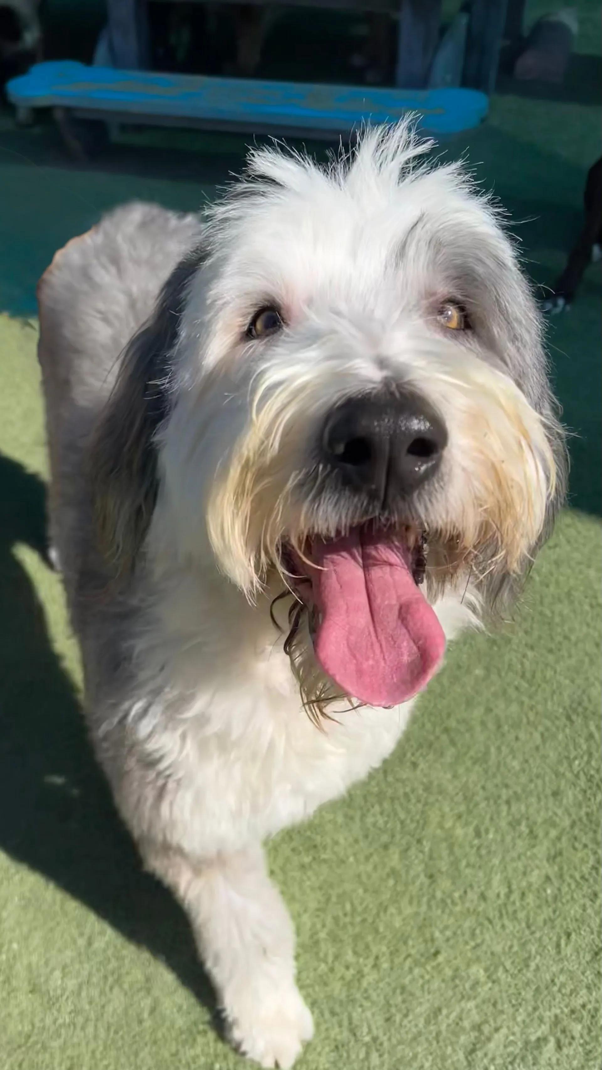 Enlarge Pudding, a ADOPTABLE Old English Sheepdog in Yukon, OK image 2/2